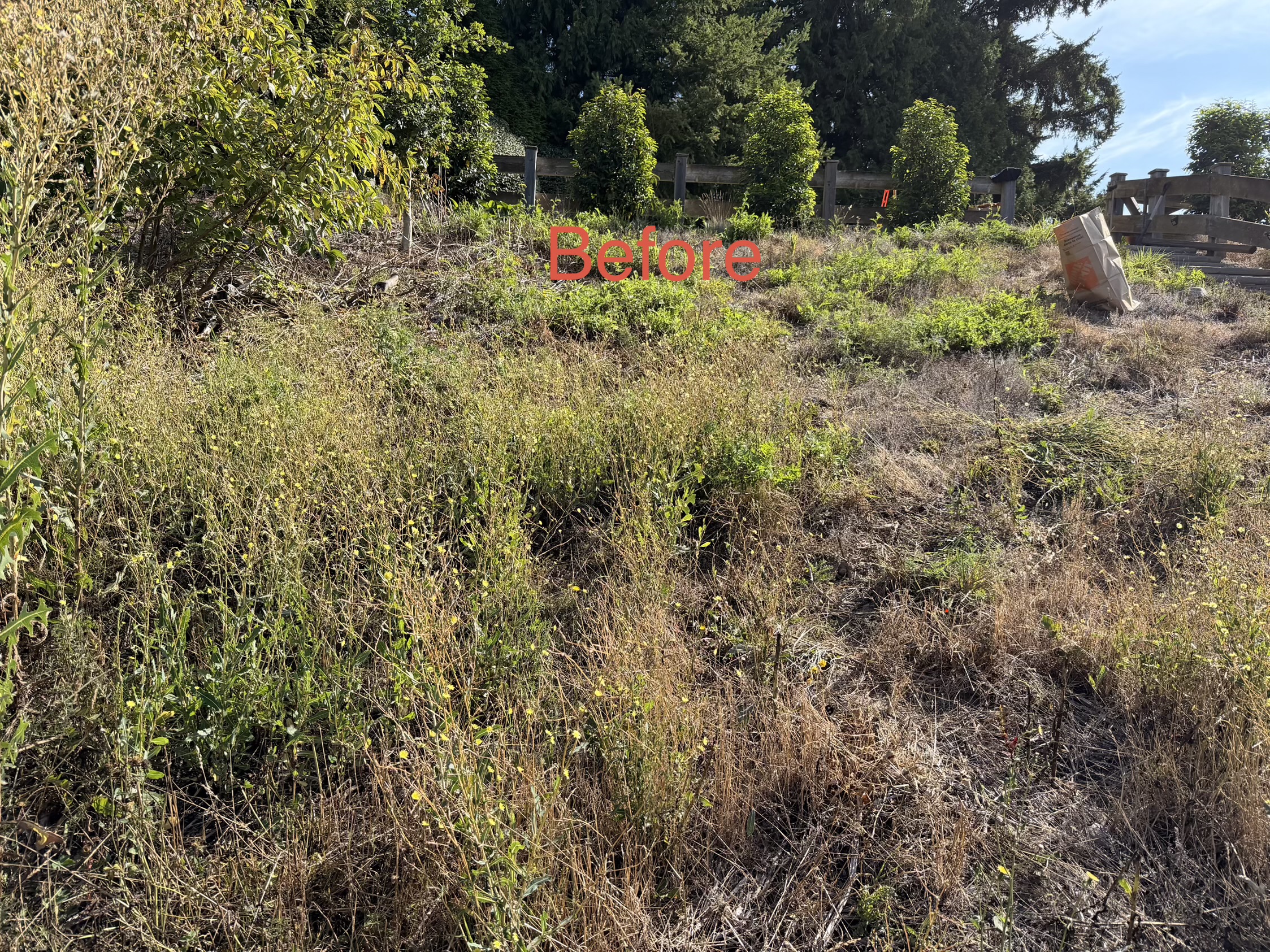Steep slope buried under waist-high weeds and blackberry